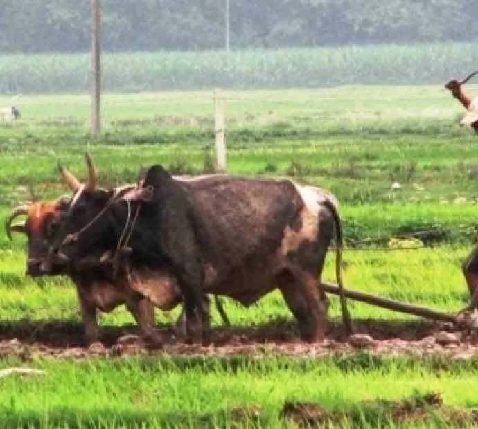 मुक्तहलिया पुनःस्थापनाको कार्य अलपत्र