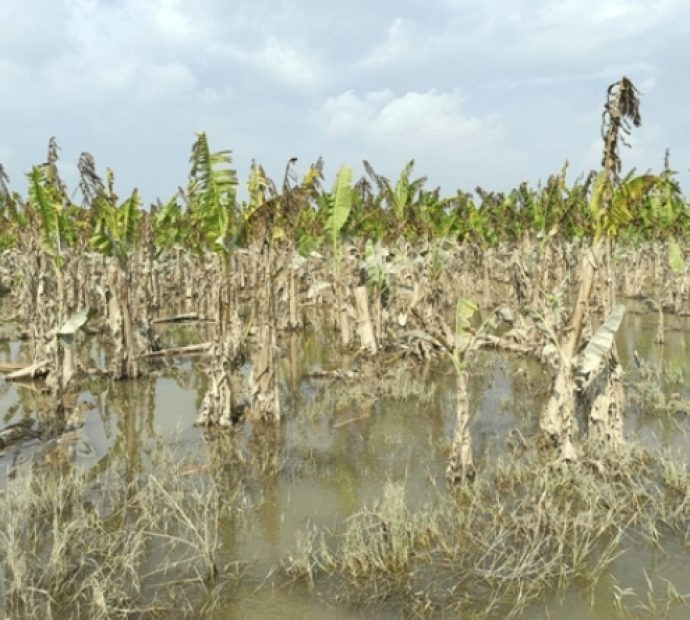 बाढीले केराखेती नष्ट भएपछि किसानको व्यवसाय चौपट