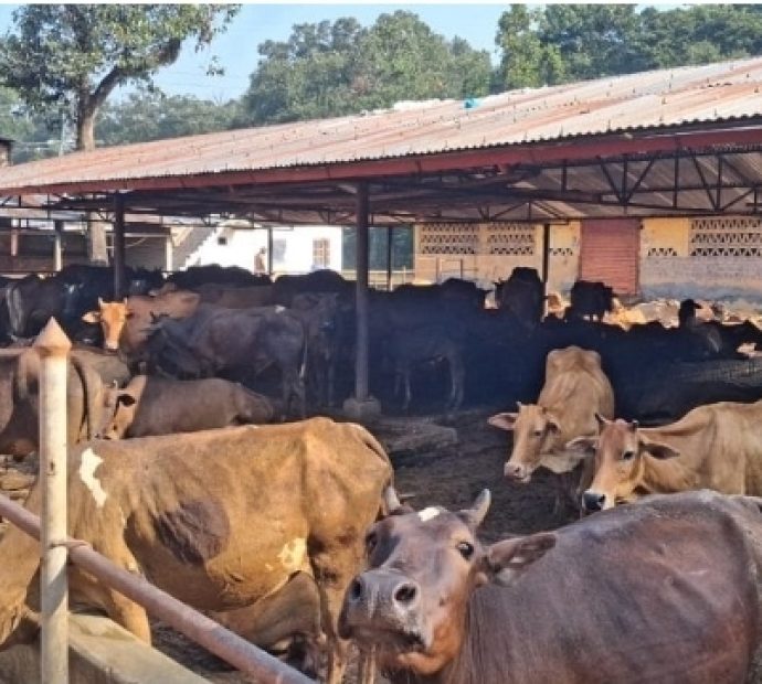 स्थानीय जातका गाई संरक्षण गर्न एक करोडको कोष