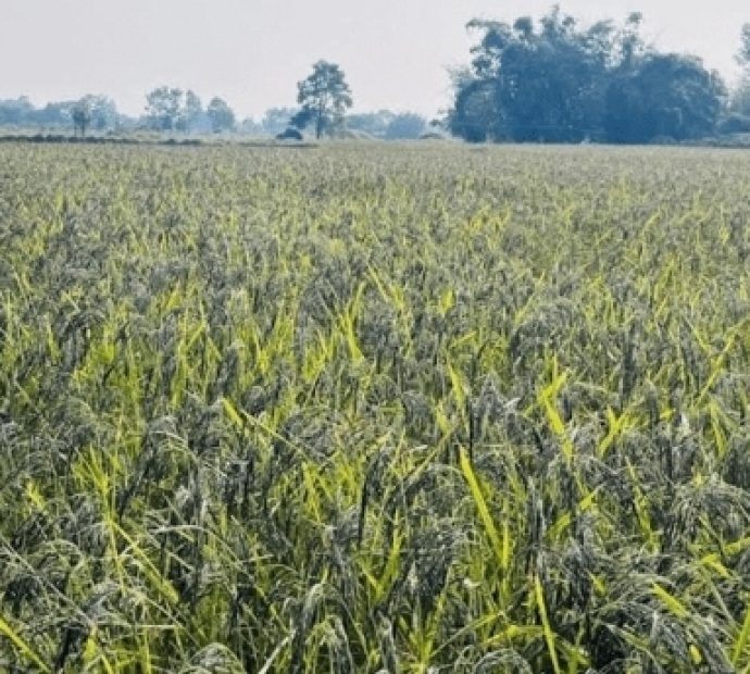 झापामा नुनिया धानको पकेट क्षेत्र घोषणा
