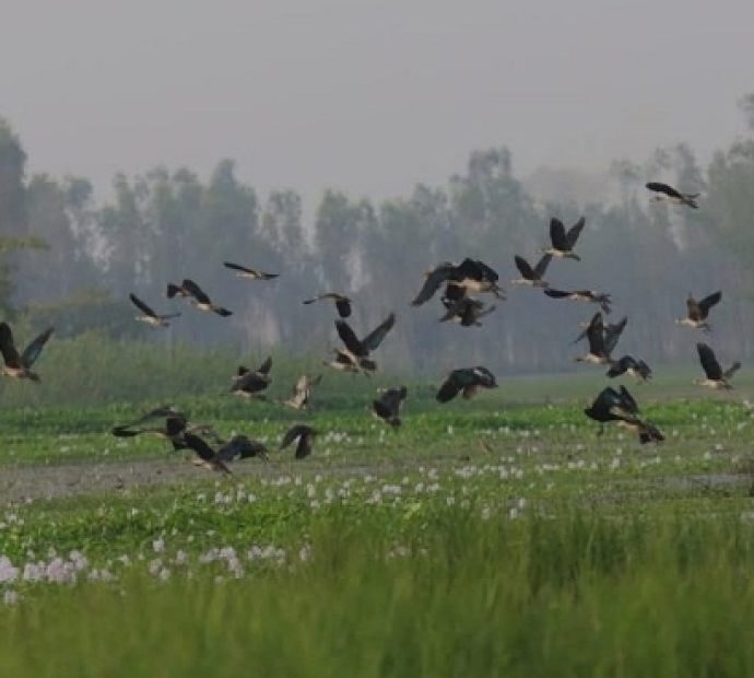 पूर्वीचितवनका सिमसारमा  ५५ प्रजातिका चरा भेटिए