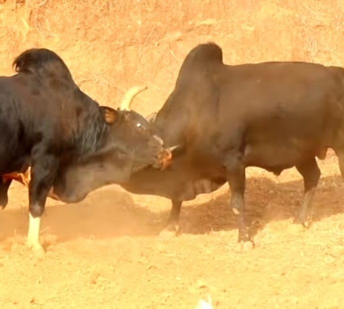 तारुकामा २५ हल गोरु जुधाइँदै