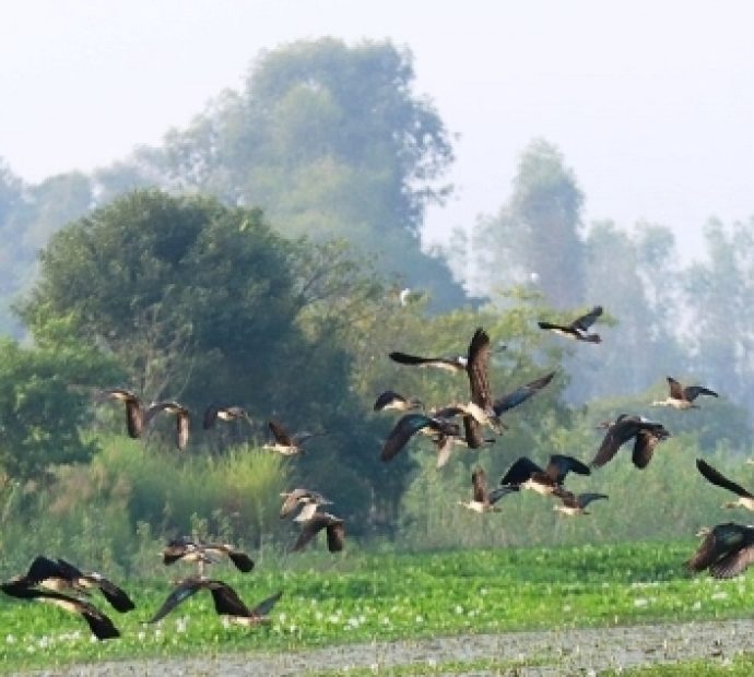 बाँकेमा भेटिए २० प्रजातिका चरा