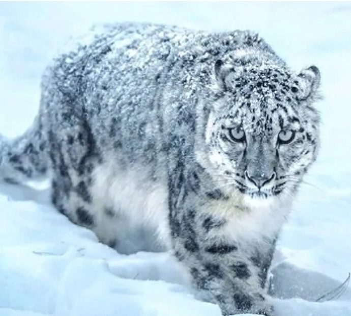 हिमचितुवा र मानवबिचको द्वन्द्वले मुस्ताङको पशुपालन सङ्कटमा