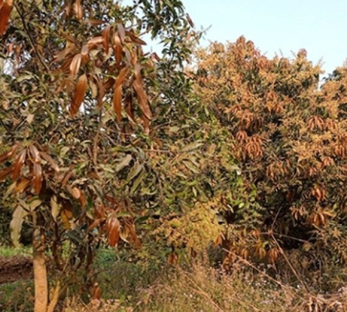 आँपमा ‘अफइयर’: पुराना फुलेनन्, नयाँ ढकमक्क