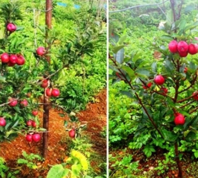 अनुदान पाएपछि व्यावसायिक स्याउखेतीमा जुटे भोजपुरका किसान