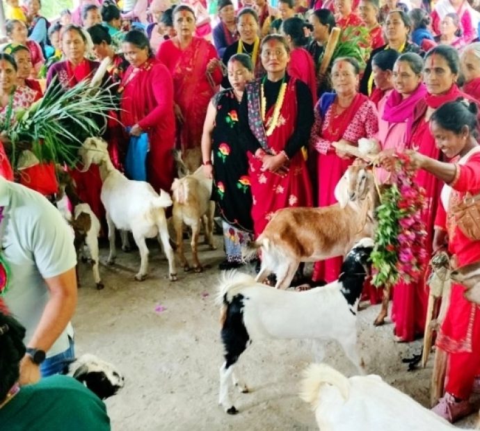 महिलालाई आत्मनिर्भर बनाउन बाख्रा उपहार