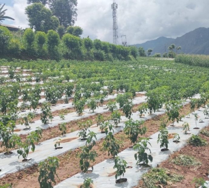 कालीगण्डकीमा व्यावसायिक अकबरेखेती