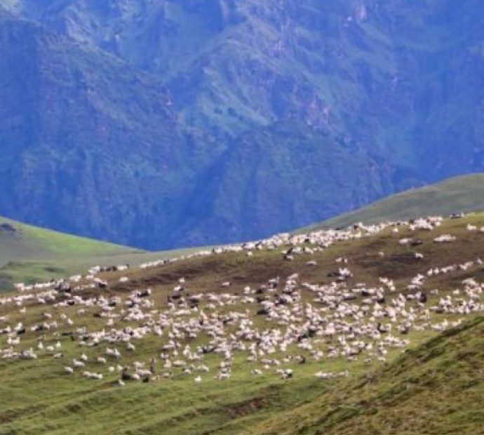 पर्यटक लोभ्याउने बुकीपाटनका भेडीगोठ