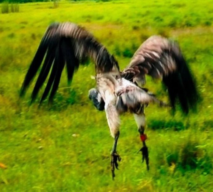 आठ दिनको उपचारपछि पुनर्जीवन पाएको खैरो गिद्ध