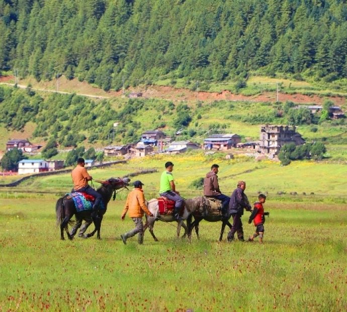 पर्यटक बढेपछि घोडा व्यवसाय फस्टाउँदै