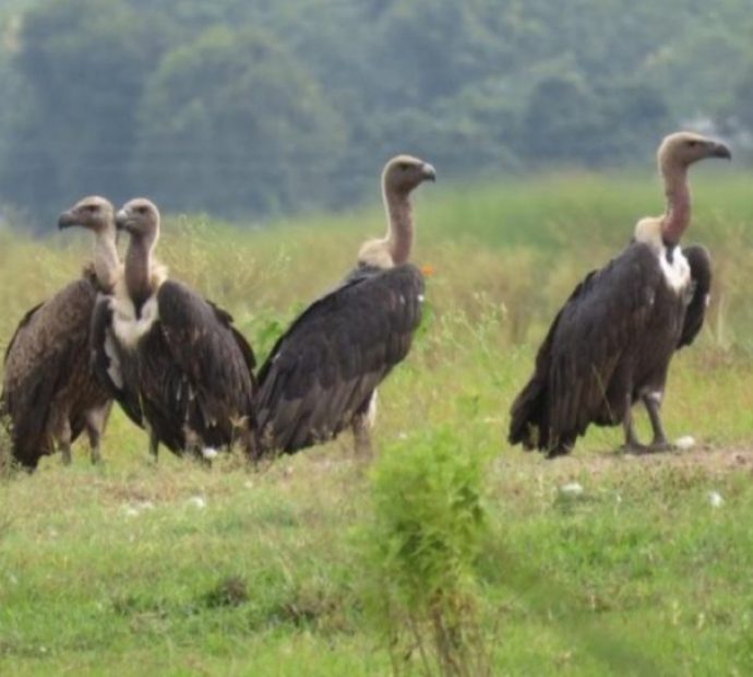 गिद्धको सङ्ख्या बढ्दै, संरक्षणकर्मी उत्साहित