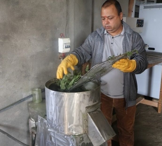 तेह्रथुममा सिस्नो प्रशोधन, माग धान्नै मुस्किल