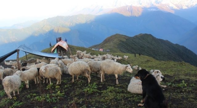 घुम्ती गोठको सुरक्षामा कुकुर पाल्ने चलन