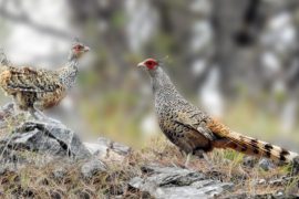 दुर्लभ पन्छी चिरकालिजको संख्या बढ्यो