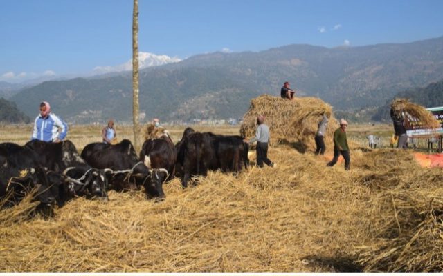पर्यटन प्रवर्द्धन गर्न पोखरामा दाइँ महोत्सव