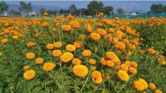 लालबाबुको लोभलाग्दो फूलखेती