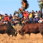 धादिङमा १०० हल गोरू जुधाइयो