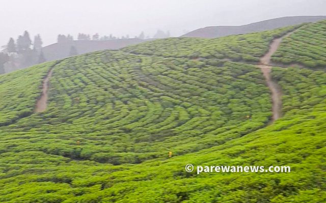 चिया निर्यात ठप्प !
