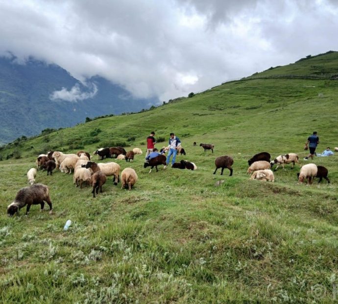 भाल्चेको भेडा फार्म : पर्यटन प्रवर्द्धनमा सहयोगी
