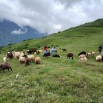 भाल्चेको भेडा फार्म : पर्यटन प्रवर्द्धनमा सहयोगी