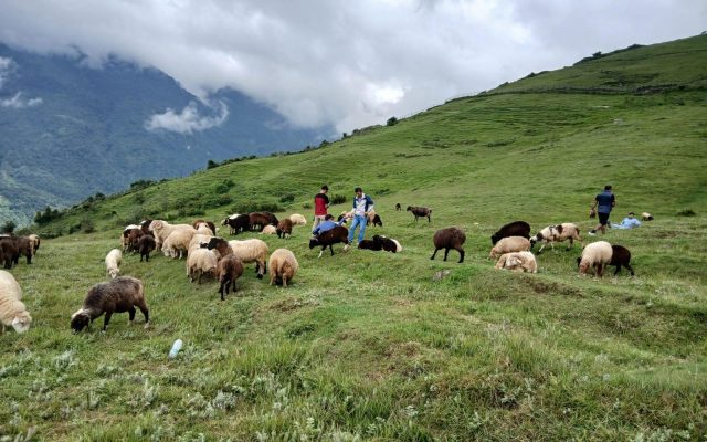 भाल्चेको भेडा फार्म : पर्यटन प्रवर्द्धनमा सहयोगी