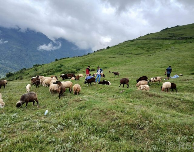 भाल्चेको भेडा फार्म : पर्यटन प्रवर्द्धनमा सहयोगी
