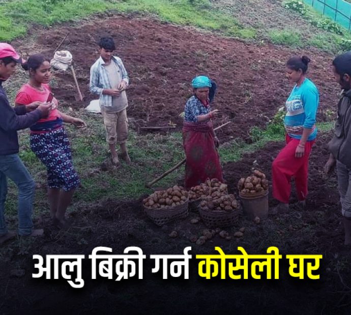 आलु बिक्री गर्न कोसेली घर सञ्चालन