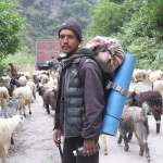 भेडाच्याङ्ग्रा बेच्न महिनौँ पैदल हिँडेका किसानलाई बजारको चिन्ता