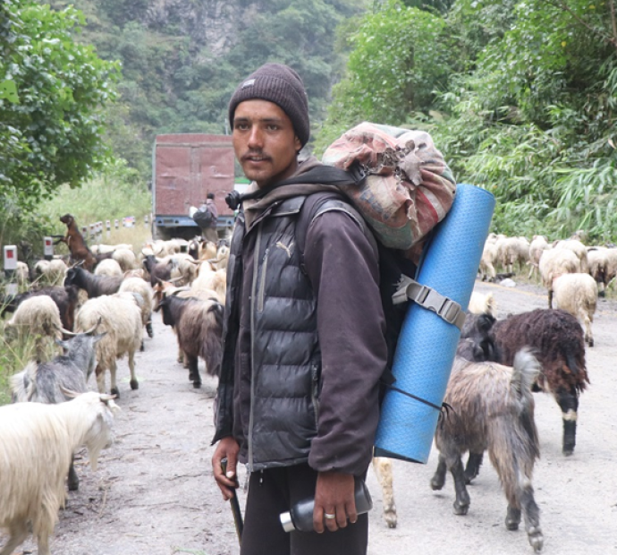 भेडाच्याङ्ग्रा बेच्न महिनौँ पैदल हिँडेका किसानलाई बजारको चिन्ता