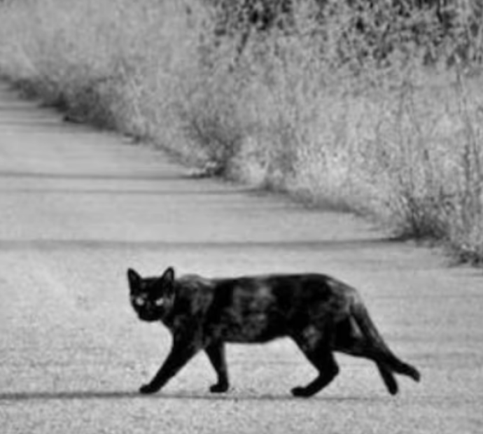 बिरालोले बाटो काट्नुलाई शास्त्रीय मान्यताले के भन्छ ?