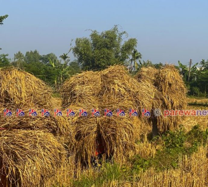 किसानका दु:ख- खेतमा धान पाक्यो, घरमा तिहार भित्रियो !