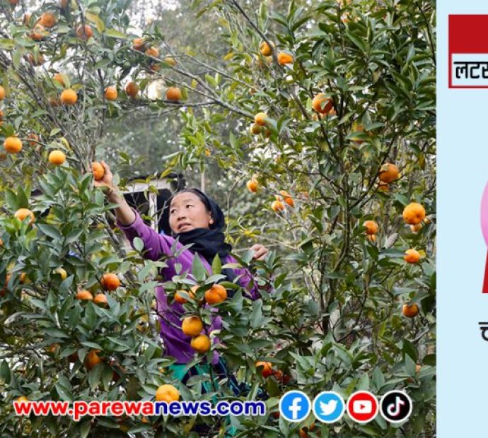 लटरम्मै फलेका सुन्तला, टिप्‍न कृषकलाई भ्याईनभ्याई (तस्बिरहरु)