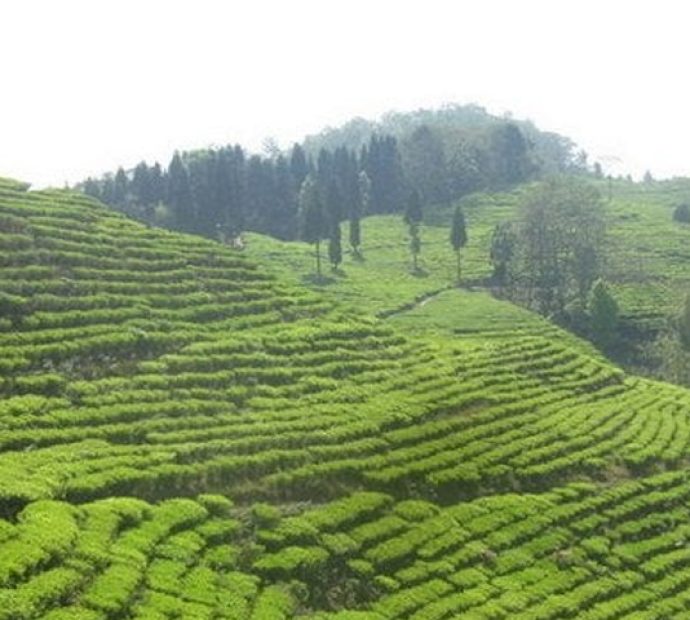भारतले नेपाली चियाको निर्यात रोक्यो