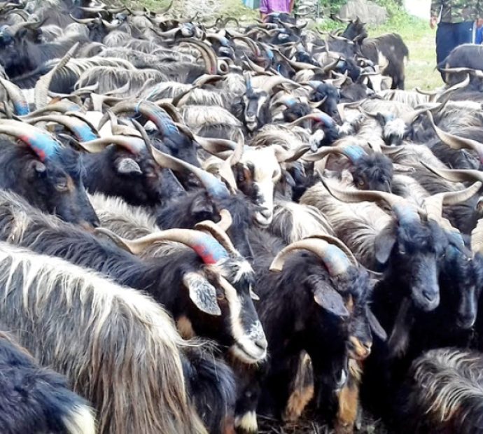 मुस्ताङ ‘च्याङ्ग्रा जोन’मा ७८ फार्म सूचीकृत