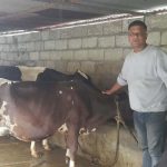 गाईपालनबाट मासिक २ लाख