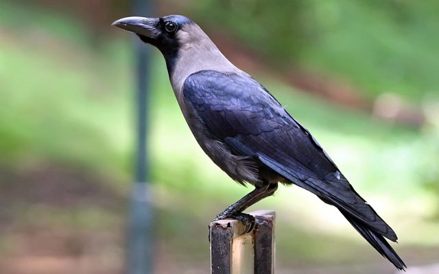 बर्डफ्लु सर्नुको मुख्य कारक काग