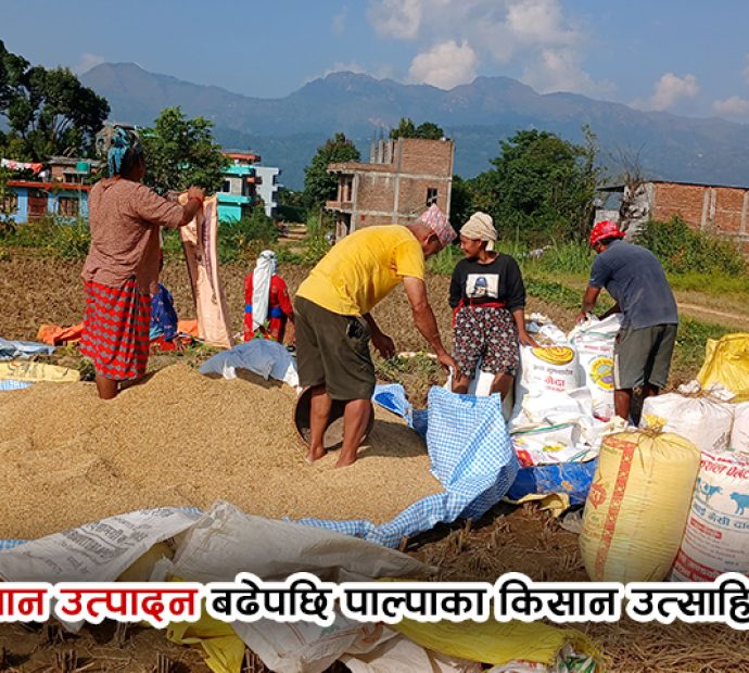 पाल्पामा धान उत्पादन बढेपछि किसान उत्साहित