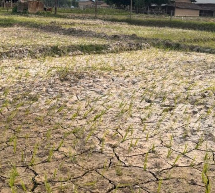 पानी नपर्दा सुक्यो धान,चिन्तामा किसान