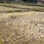 पानी नपर्दा सुक्यो धान,चिन्तामा किसान