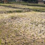 पानी नपर्दा सुक्यो धान,चिन्तामा किसान