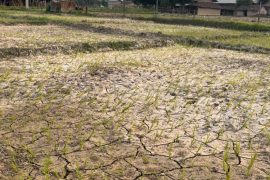 पानी नपर्दा सुक्यो धान,चिन्तामा किसान