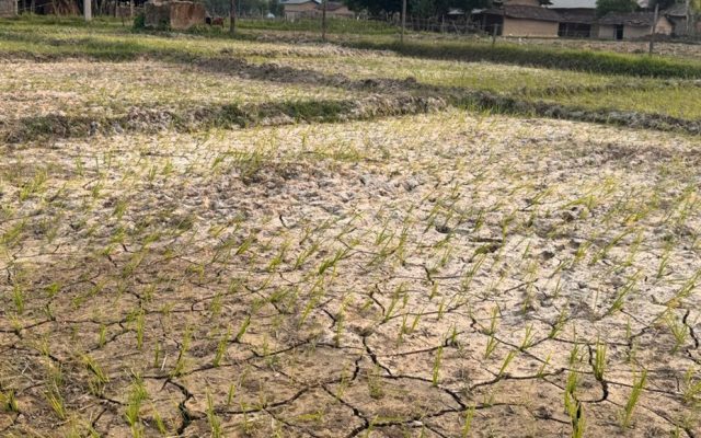 पानी नपर्दा सुक्यो धान,चिन्तामा किसान