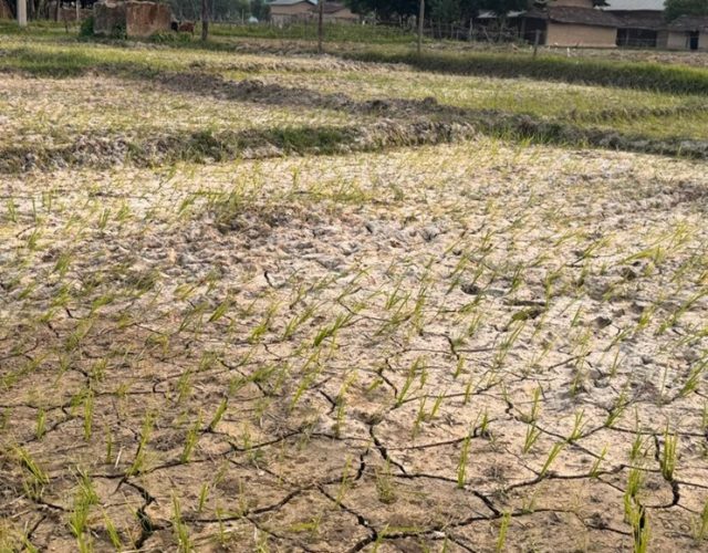 पानी नपर्दा सुक्यो धान,चिन्तामा किसान