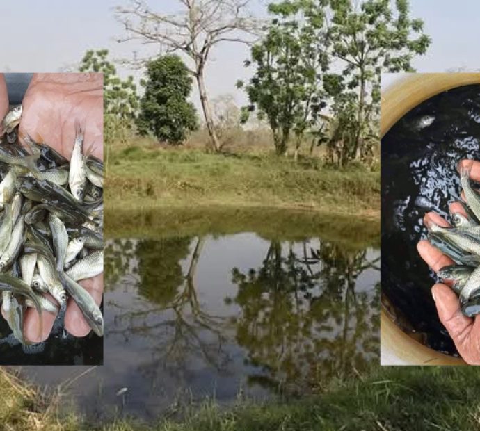 वन्यजन्तुले बाली खाएपछि किसानहरू माछापालनमा