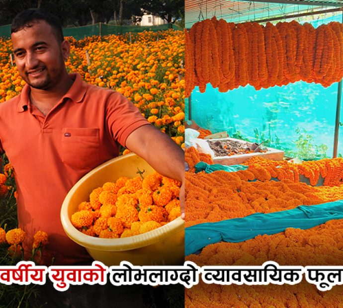 २४ वर्षीय युवाको लोभलाग्दो व्यावसायिक फूलखेती
