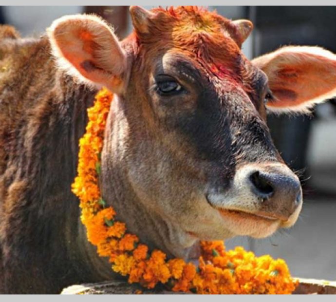 यमपञ्‍चकको चौथो दिन आज गाई पूजा