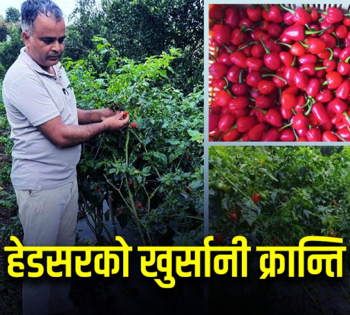 बाँझो जमिनमा हेडसरको ‘खुर्सानी क्रान्ति’