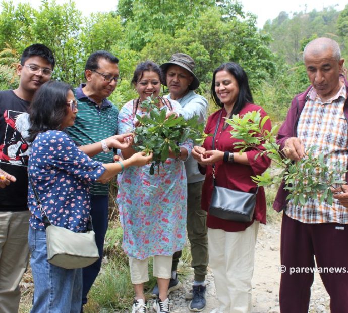 जलवायु परिवर्तनको असर : पुसमै पाक्यो ‘चैते काफल’