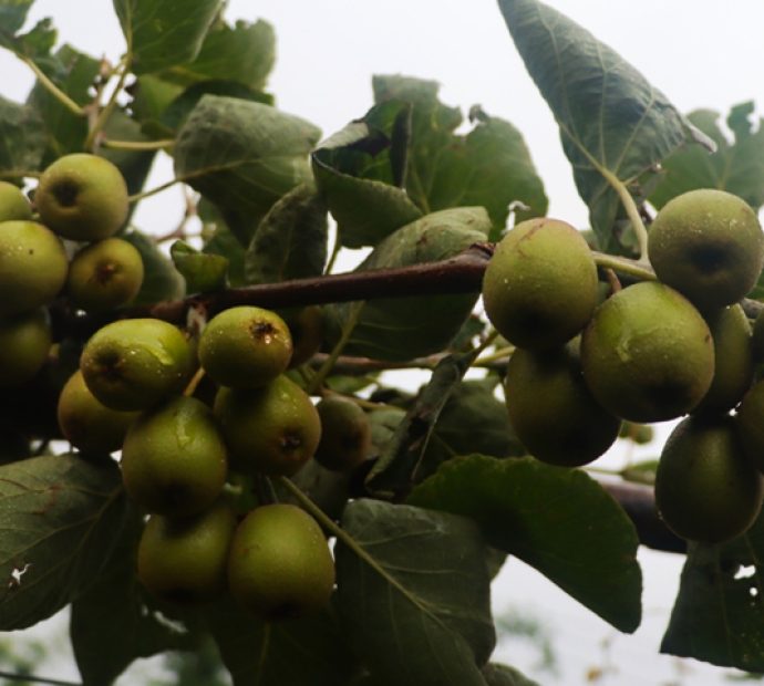 बागलुङमा किबि उत्पादन, बुटबलमा खपत !